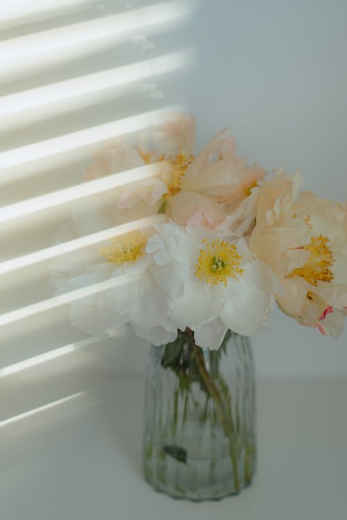 bitkiler, Çiçekler, dekorasyon içeren Ücretsiz stok fotoğraf