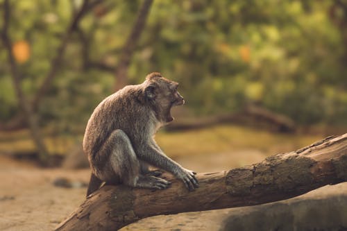 Gratis stockfoto met aap, Bali, dierentuin