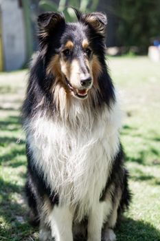 一只毛茸茸的粗毛牧羊犬优雅地坐在阳光明媚的花园里