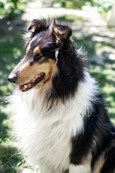 阳光明媚的一天，优雅的牧羊犬在户外享受着