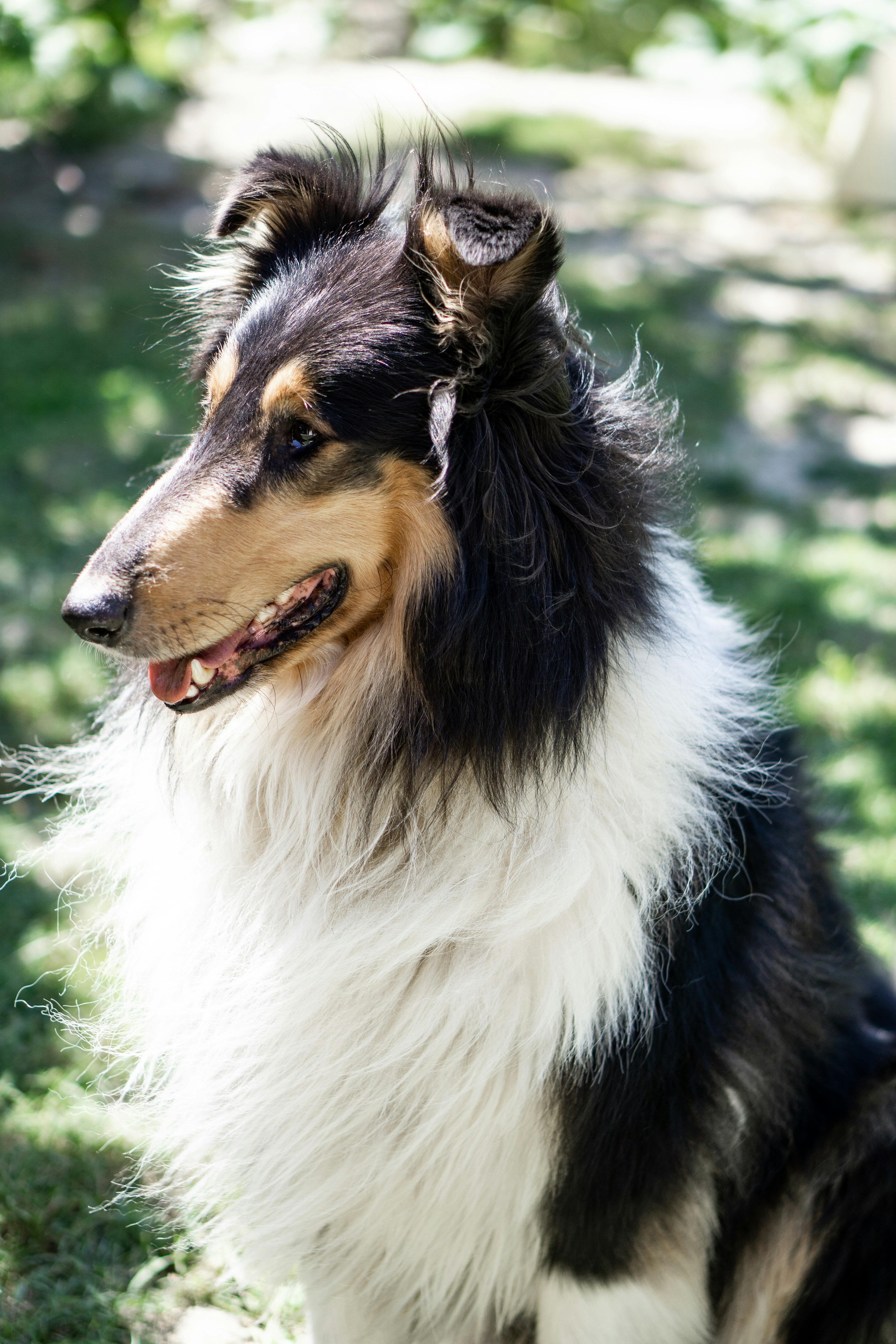 Border Collie Photos, Download The BEST Free Border Collie Stock Photos &  HD Images