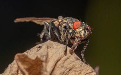 Fly Insect in Close-up View