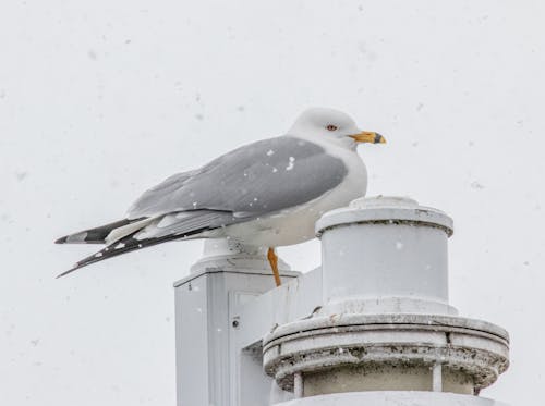 Ring-billed Gull on a Lamp Amid Falling Snowflakes
