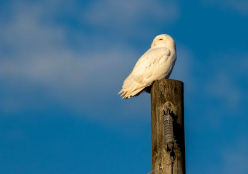 White Owl Perching on Utility Pole