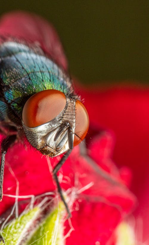Extreme Close up of a Fly