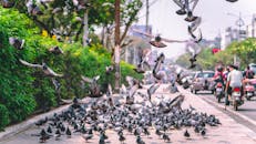 城市街道上，熙熙攘攘，鸽子在飞翔