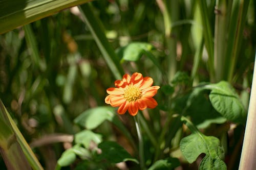 Close up of a Flower in a Meadow