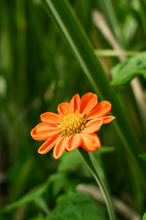 Decorative Orange Flower