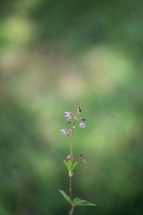 Immagine gratuita di avvicinamento, crescita, fiore