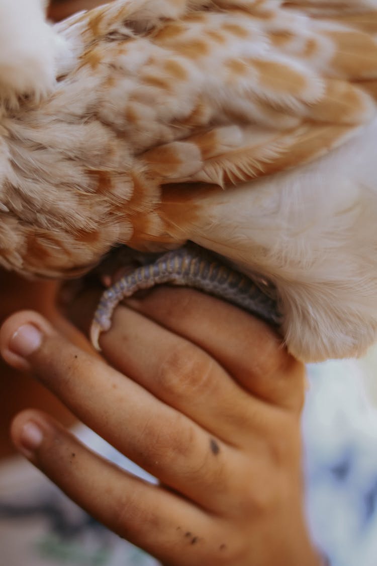 Chicken On Hand Of Child