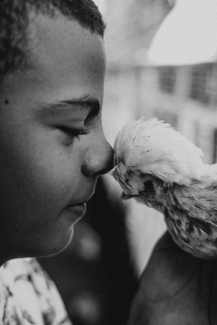 Child Nuzzling The Small Crested Chicken