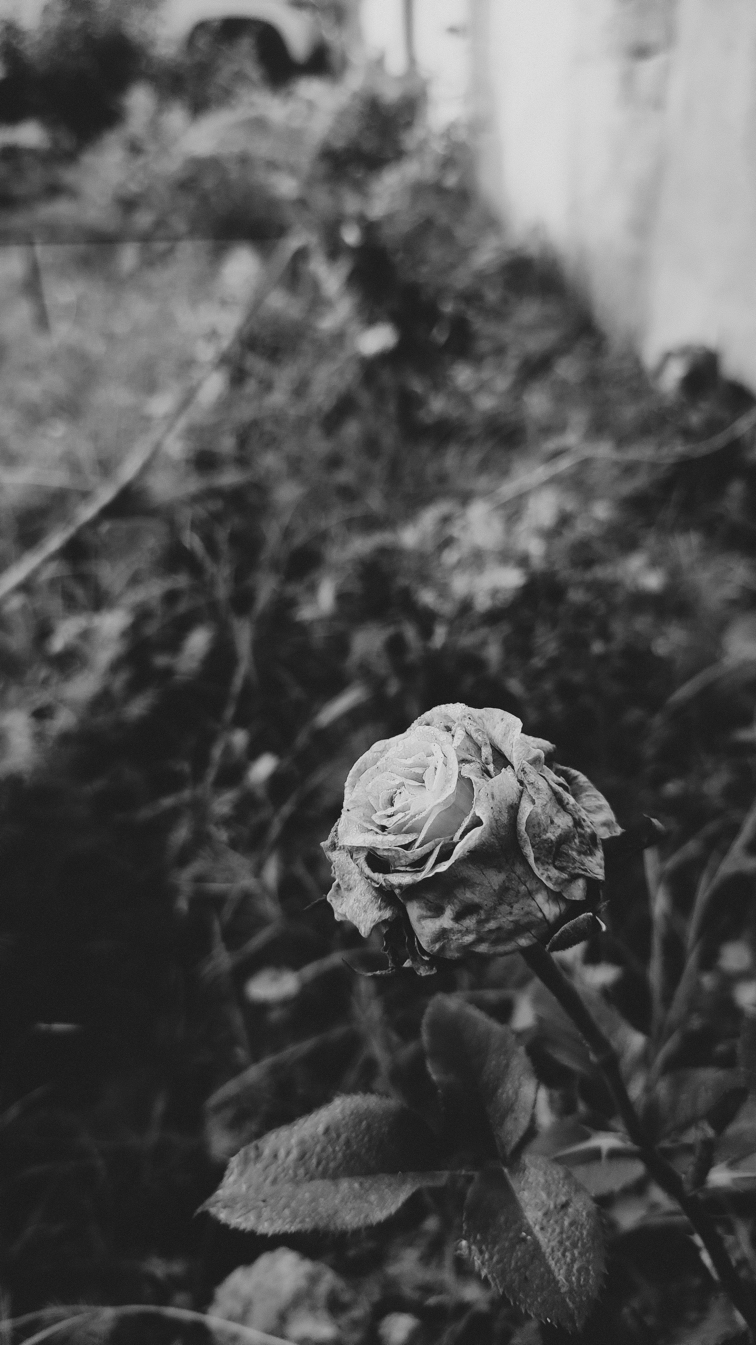 Black and white photograph of a withered rose in a garden, evoking nostalgia.