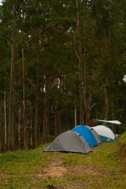Free Tents set up in a forest clearing, ideal for outdoor summer camping. Stock Photo