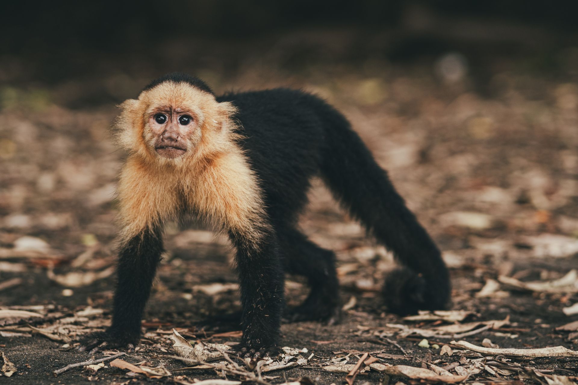 Colombian White-Faced Capuchin