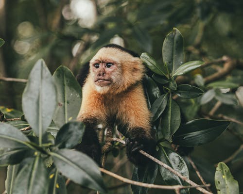 Panamanian White-Faced Capuchin