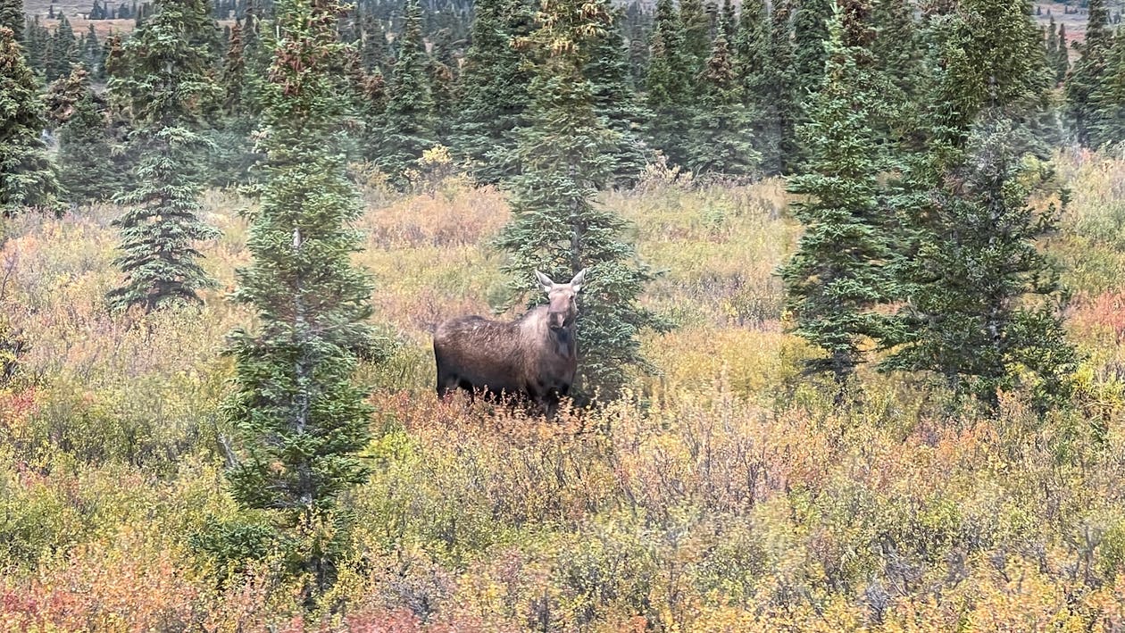 Kostenloses Stock Foto zu alaska, denali, elch