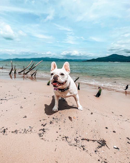 dikey atış, Fransız Bulldog, hayvan fotoğrafçılığı içeren Ücretsiz stok fotoğraf