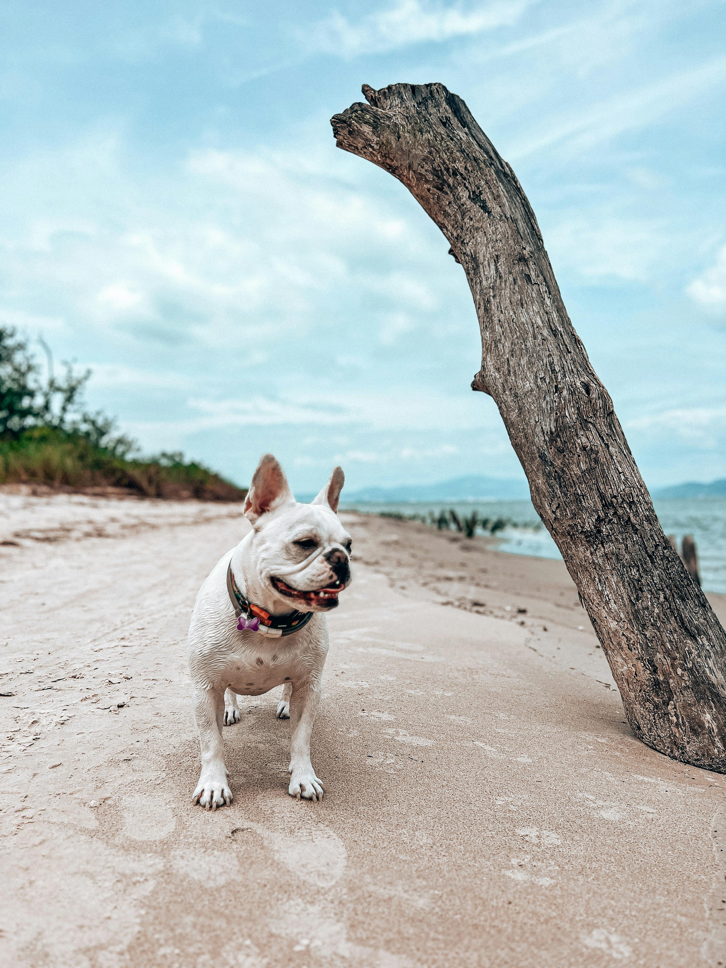 Canine Agility Training For Mental Stimulation