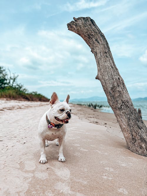 dalgaların karaya attığı odun, dikey atış, Fransız Bulldog içeren Ücretsiz stok fotoğraf