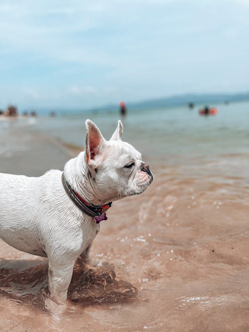 Foto profissional grátis de bulldog francês, litoral