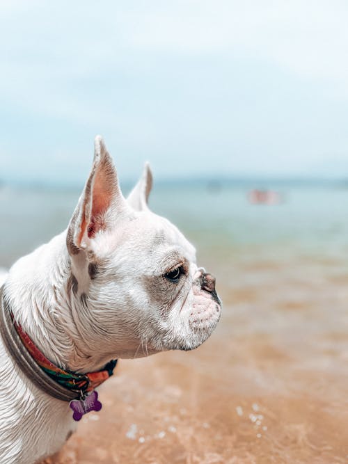 Fransız Bulldog, plaj içeren Ücretsiz stok fotoğraf