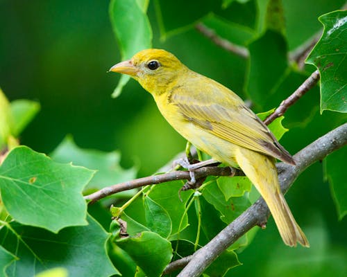 Portrait of a Summer Tanager Perching on a Branch