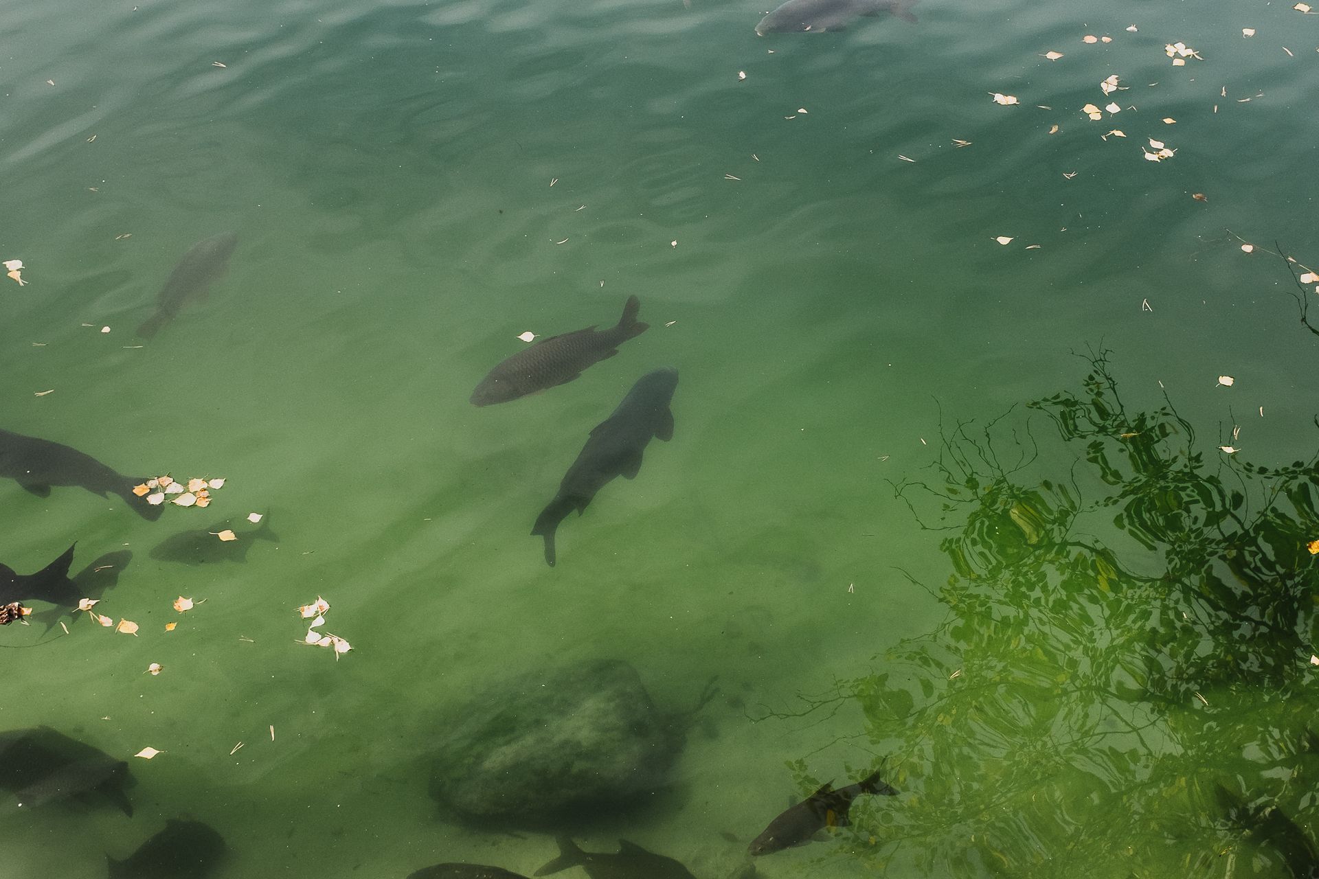 Calm and clear view of fish swimming underwater, surrounded by natural reflections and aquatic plants.