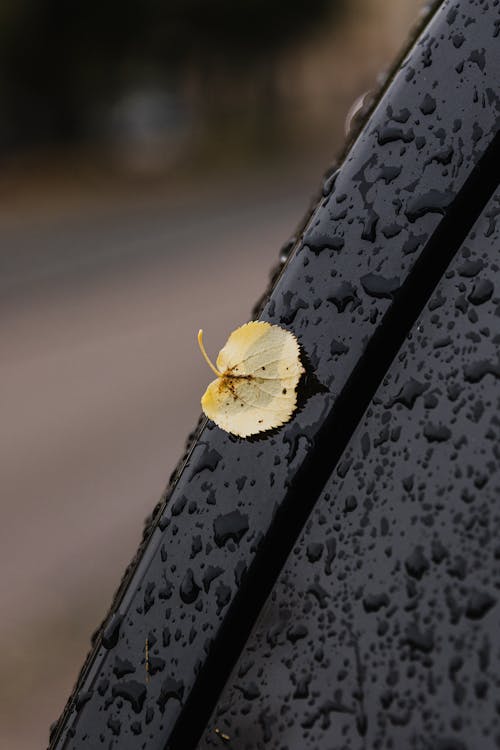 Darmowe zdjęcie z galerii z deszcz, jesień, krople deszczu