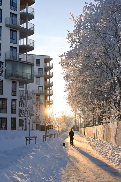 Free Person and dog walking in snowy urban setting, sunlit path in Moss, Norway. Stock Photo