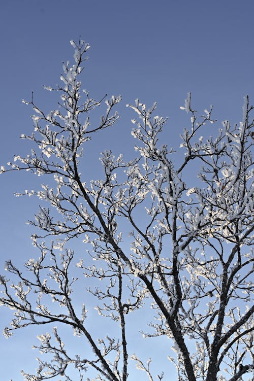 Foto profissional grátis de com frio, galhos de árvore, inverno