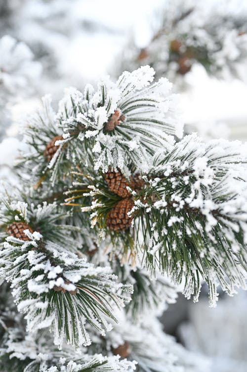 Cones on Pine Branches Covered with Snow