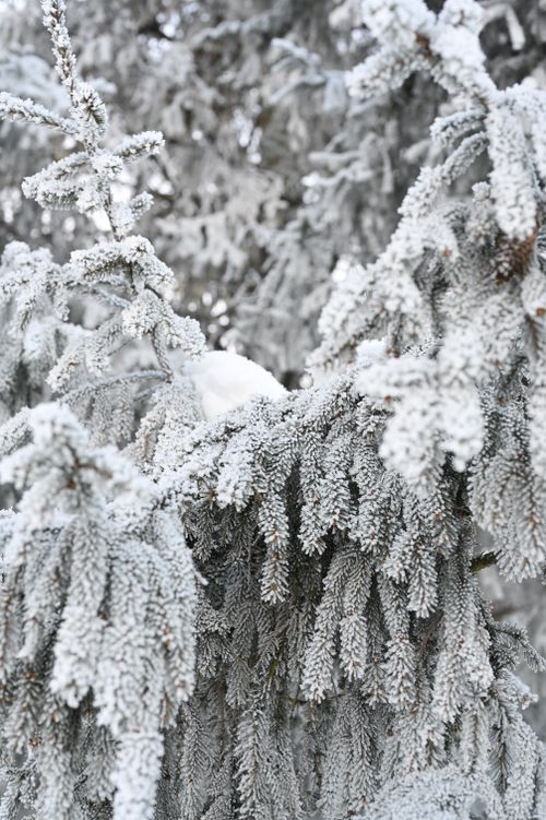Free Close-up of snow-covered pine branches in a winter forest, Moss, Norway. Stock Photo