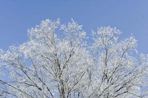 Ingyenes stockfotó fa, fehér ágak, hideg témában