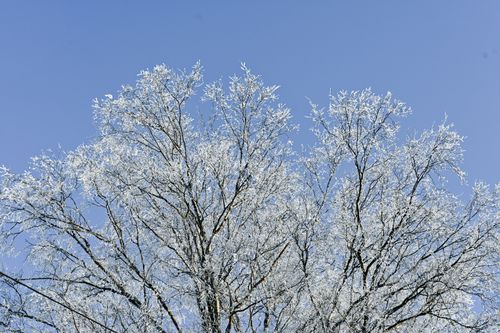 Free Snow-covered trees in winter, captured in Moss, Viken, Norway. Stock Photo