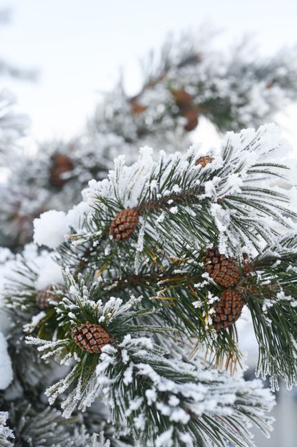 Frosty pine branch with snow and pinecones in Moss, Viken, Norway during winter.