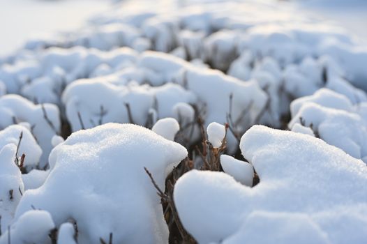 Close-up of snow-covered shrubs in Moss, Viken during a winter day.
