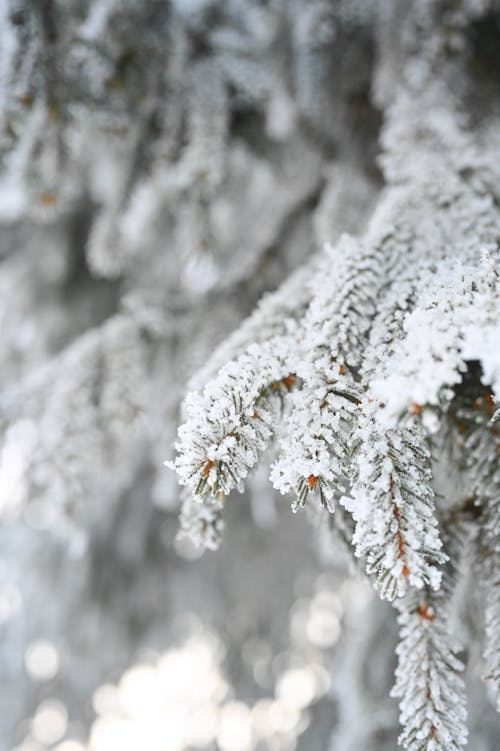 Kostnadsfri bild av barrträd, grenar, kall