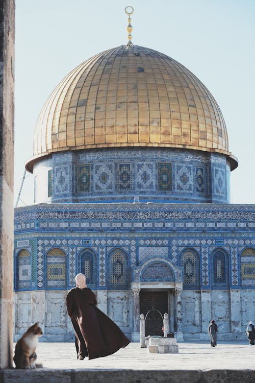 Ảnh lưu trữ miễn phí về al-aqsa, bắn dọc, con mèo