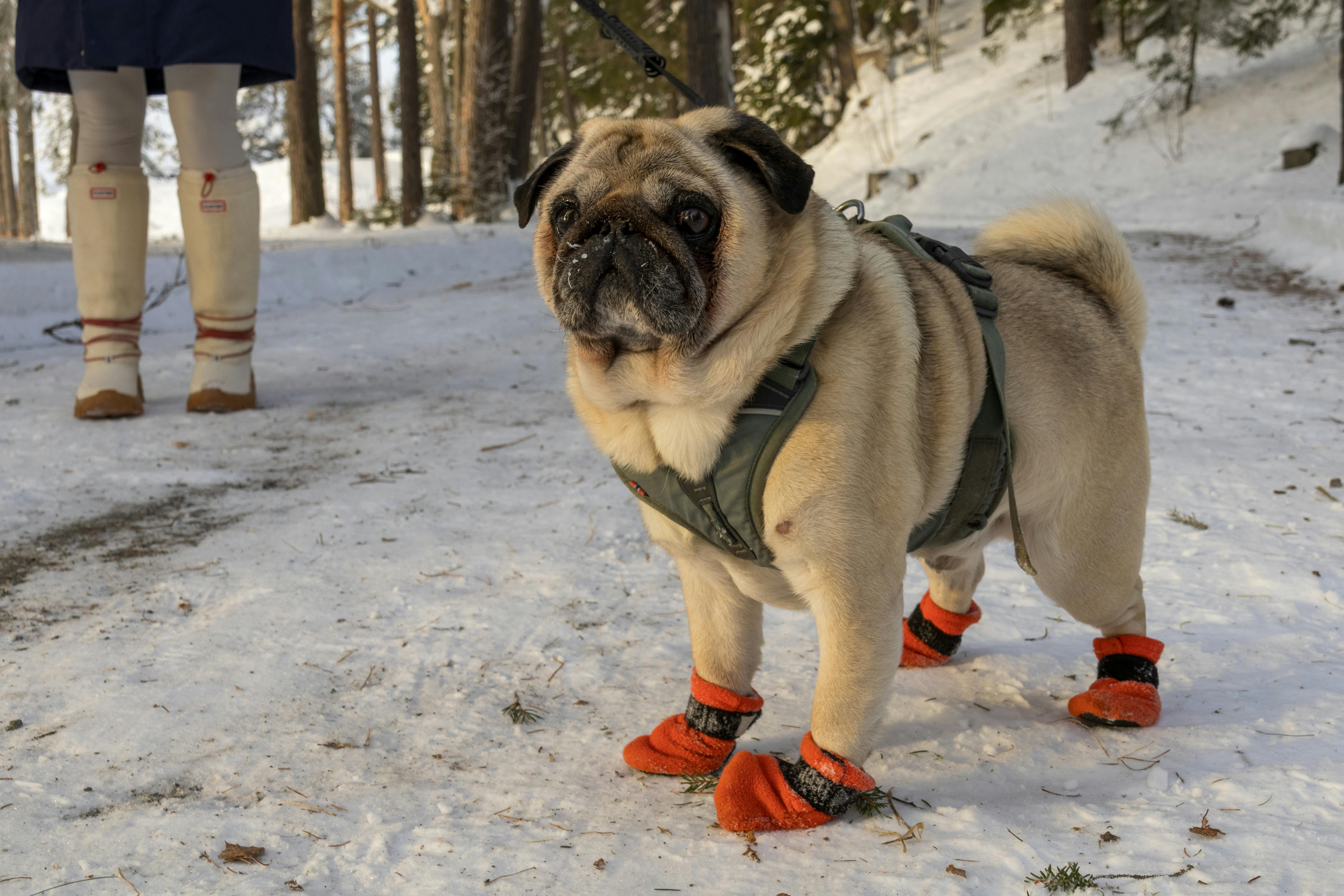 Cute Dog in Paw Socks on Winter Ground