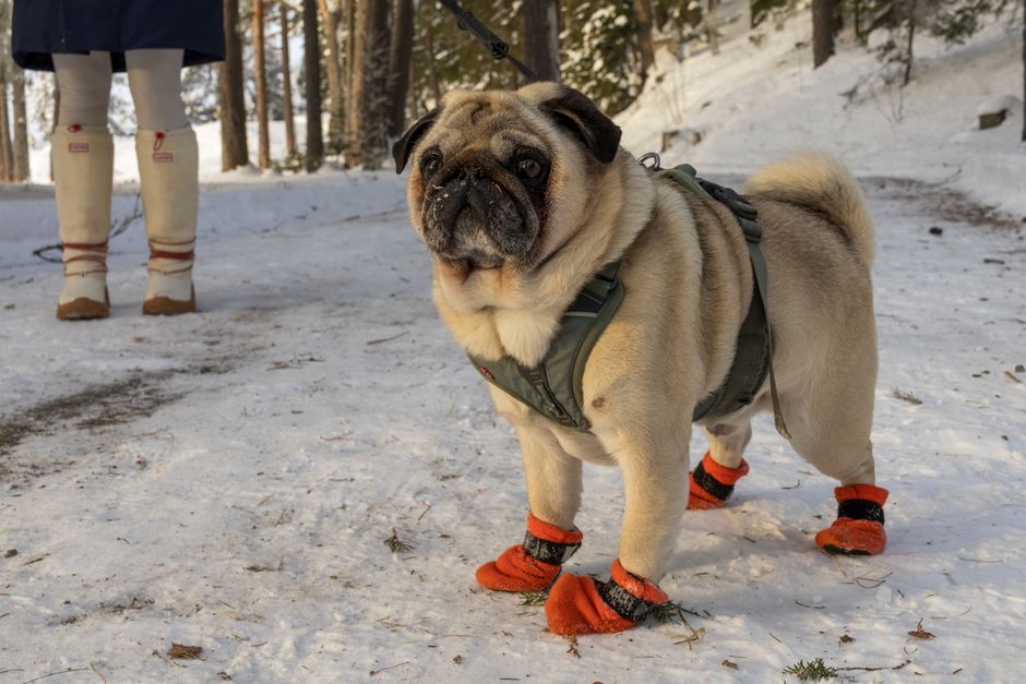 Cute pug in winter boots enjoys a snowy walk in Sørumsand, Norway.