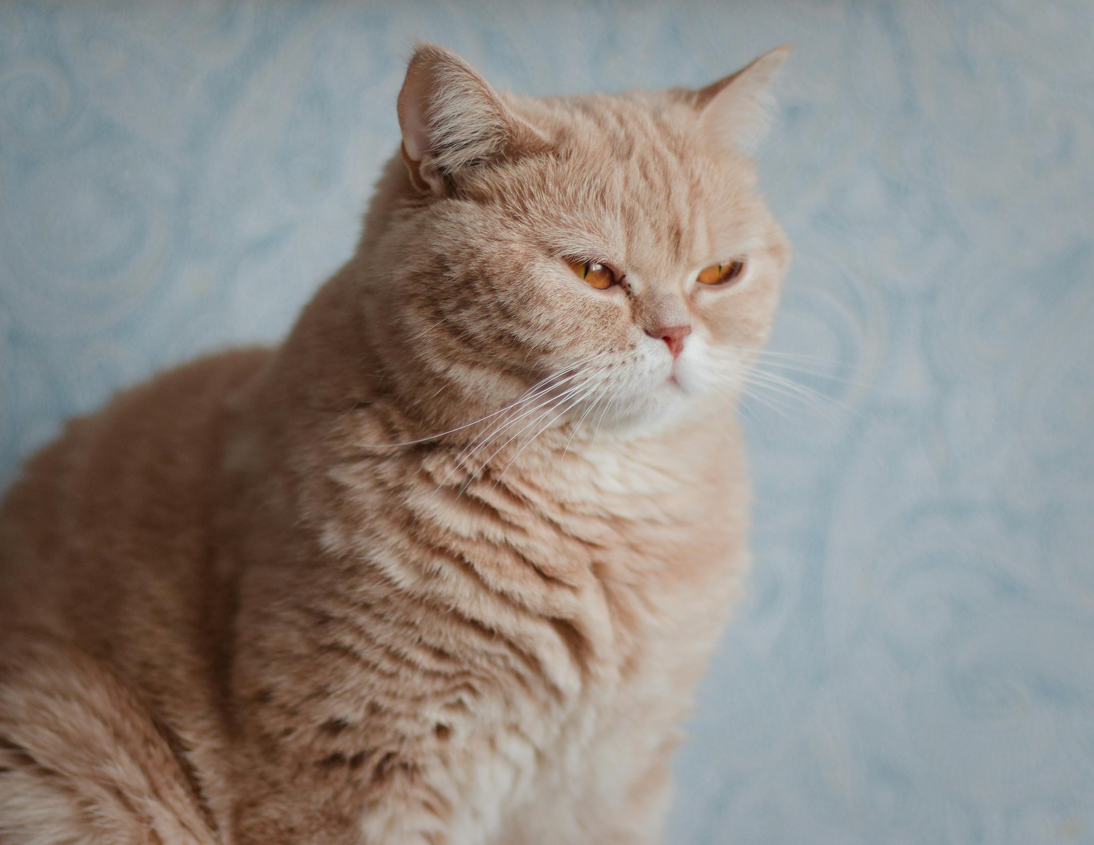 7 Cat Breeds With the Largest Eyes