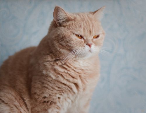 Free Close-up portrait of a cute cream British Shorthair cat with a soft furry coat indoors. Stock Photo