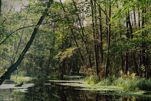 Lake on Swamp in Forest