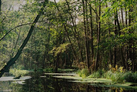 A serene forest scene depicting a green, swampy marsh with reflections in the water.