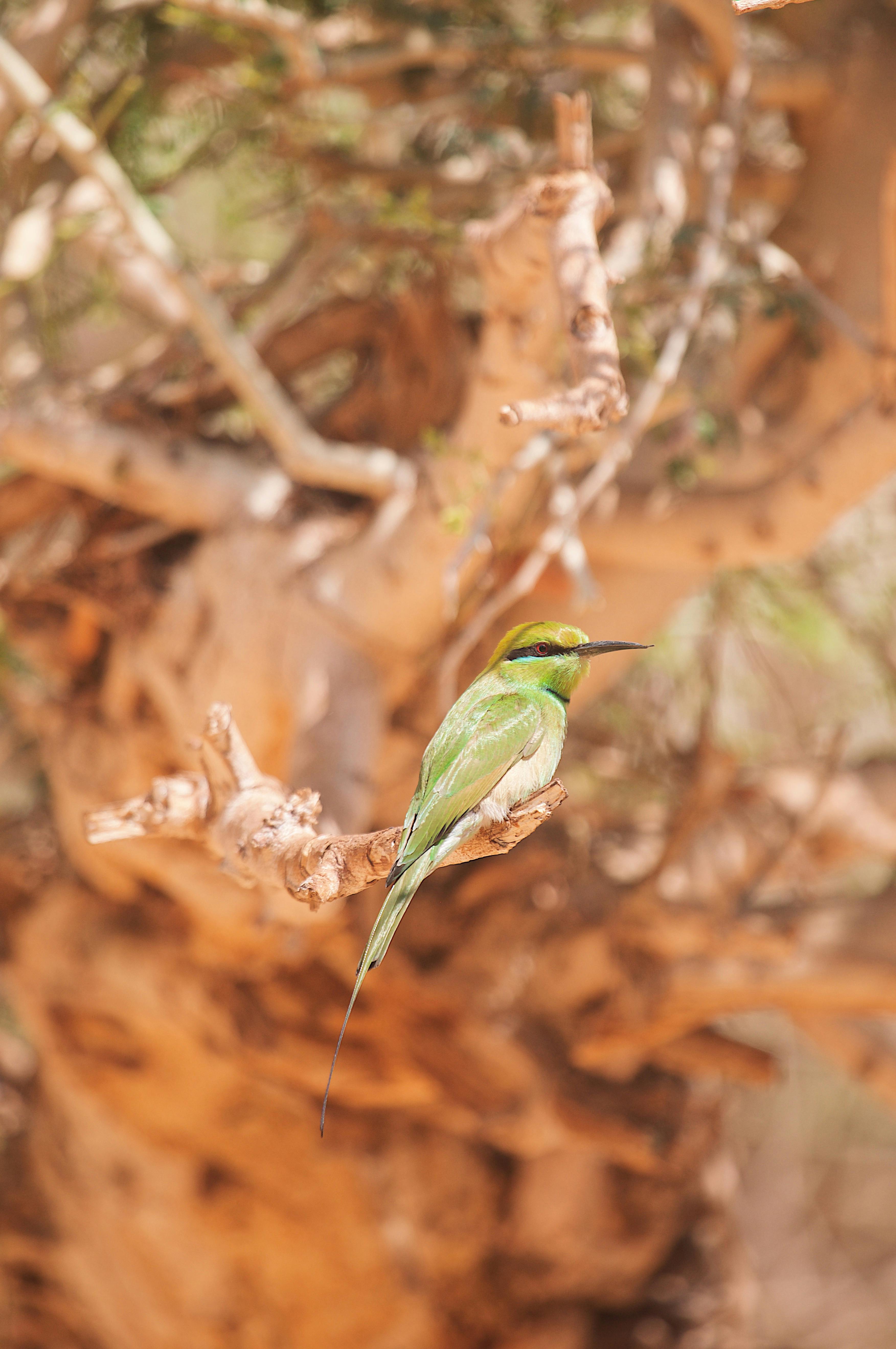 a green bird sitting on a branch in the desert