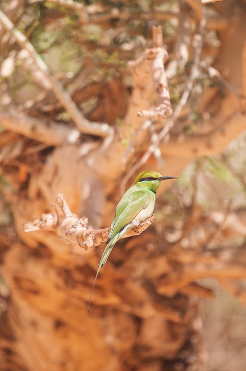 A green bird sitting on a branch in the desert