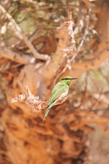 A vibrant green bee-eater perched on a twisted tree branch in a natural setting.