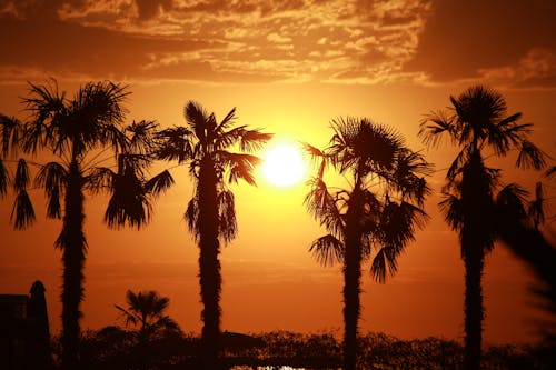 Silhouettes of Palm Trees at Golden Hour