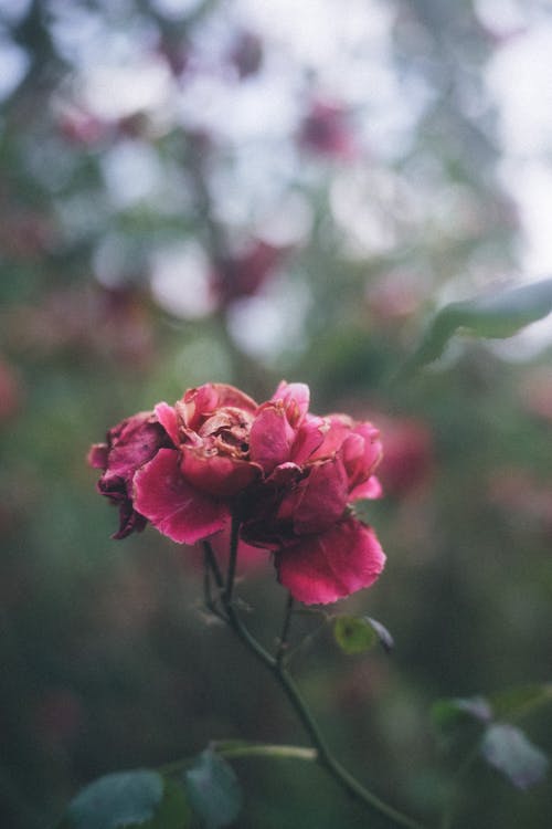 Pink Flower in Nature