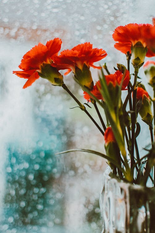 Photo En Gros Plan De Fleurs Aux Pétales D'orange